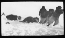 Image of Inuit men dragging musk-oxen